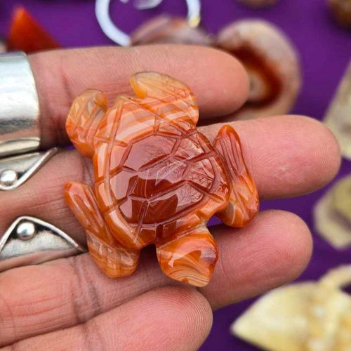 Carnelian Turtle