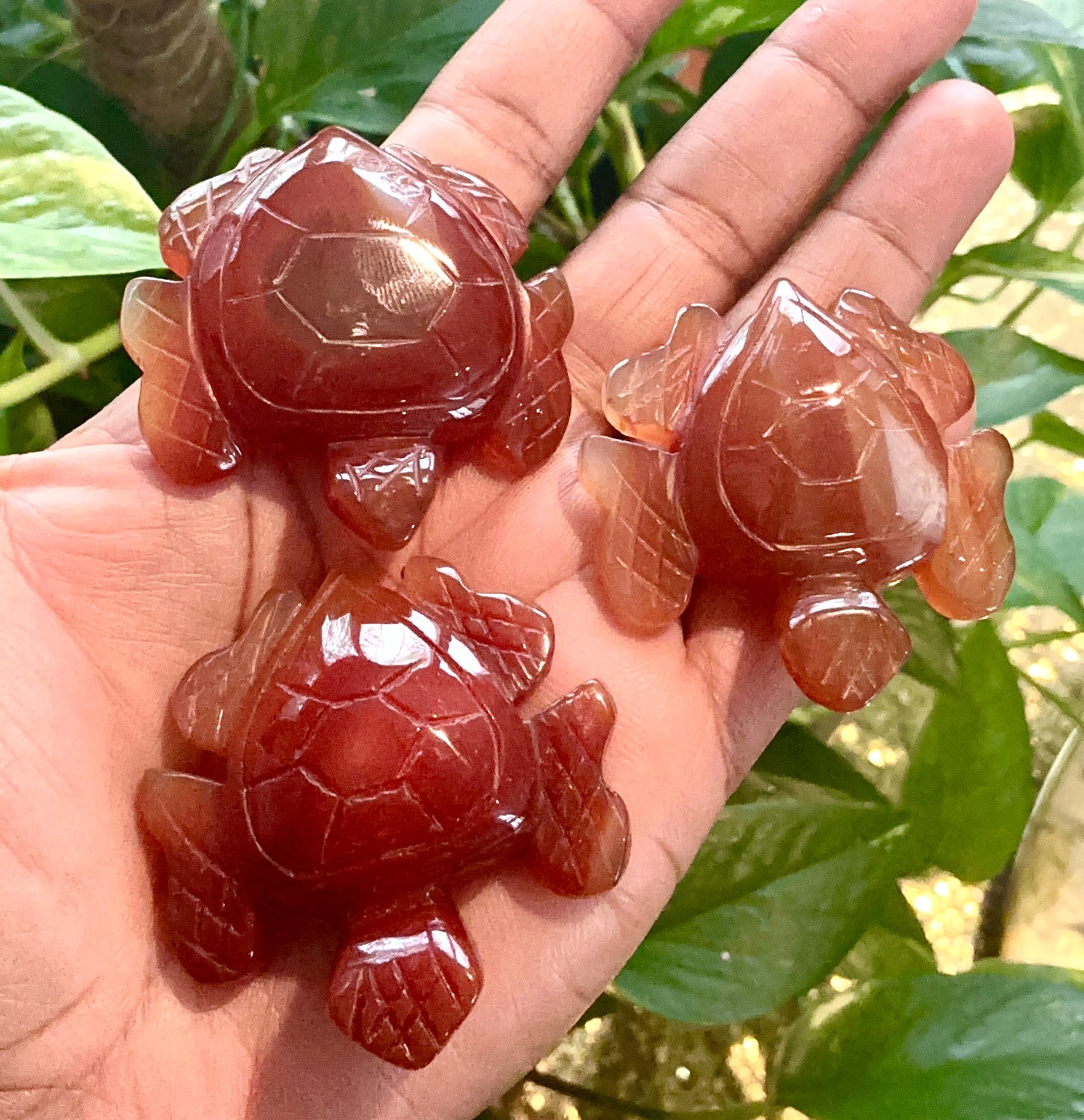 Carnelian Turtle