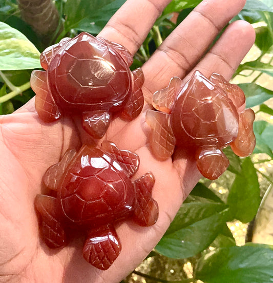 Carnelian Turtle