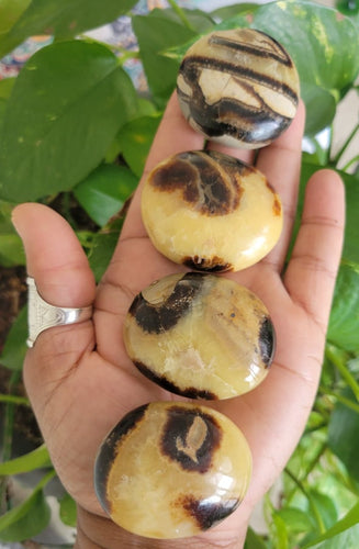 Septarian Palm Stone